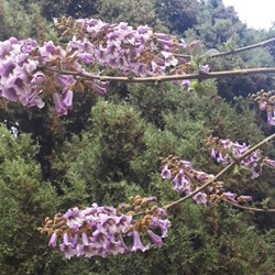 گل و عسل پالونیا طب جو 